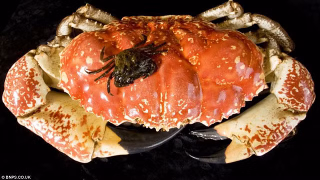 Có trọng lượng 15kg, mai rộng tới 15 inch và hai chiếc càng to khỏe. chú cua này được dự đoán còn có thể tăng trọng lượng khi trưởng thành sẽ gấp đôi.