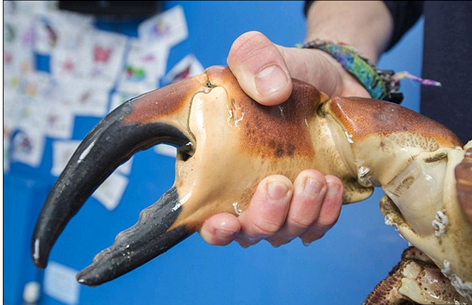 Do quá độc, lạ nên con cua khổng lồ này được chuyển đến khu thủy cung Blue Reef ở khu nghỉ mát Southsea, thuộc thành phố Portsmouth, miền nam nước Anh để mọi người chiêm ngưỡng, thay vì giết mổ lấy thịt.