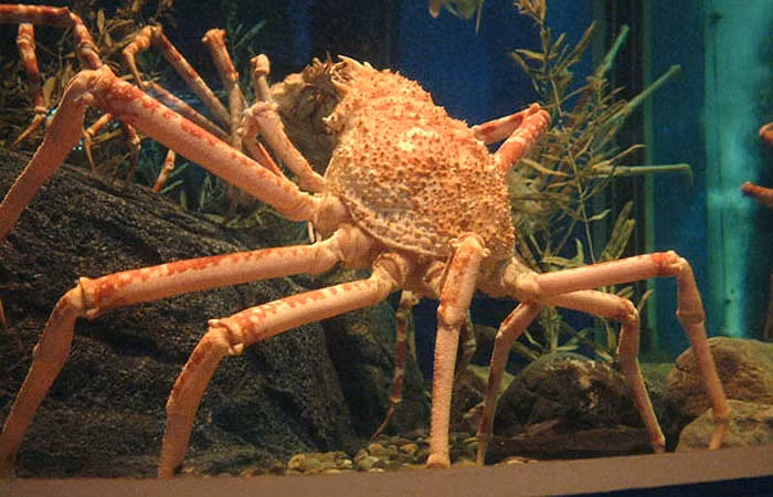 Một chú cua nhện được đặt tên là Kong, có chiều dài tới 3m nhưng khi phát triển hoàn thiện, nó có thể dài bằng cả chiếc ô tô.