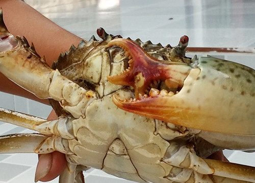 Ở Cà Mau, hai nông dân đã bắt được loại cua biển “lạ” có ba càng, nặng gần 0,5 kg. Chiếc càng thứ ba mọc ra từ cuối càng bên trái và có thể kẹp ra vào bình thường như hai chiếc càng còn lại. Dù được nhiều người hỏi mua với giá cao, song chủ nhân của chú cua 3 càng không bán.