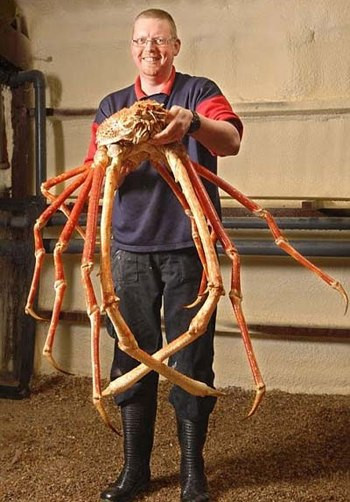 Cua nhện khổng lồ là một trong những loài cua khá quý. Những chú cua khổng lồ, nặng 15 - 20 kg thường chỉ tìm thấy dưới độ sâu 500-600 m dưới đáy biển, nơi ít loài chịu được áp lực nước và sự tối tăm.