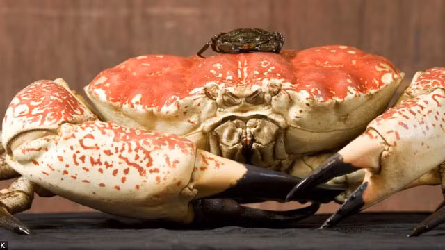 Chú cua Tasmania khổng lồ mắc lưới ngư dân đánh bắt ở vùng biển Tasmania. Đáng lẽ chú cua này sẽ được chế biến thành món ăn phục vụ thực khách, song một chủ hồ cá của nước Anh đã mua chú cua này với giá 4800 USD (khoảng 106 triệu) và đưa về nước.