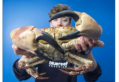 Một ngư dân người Anh đã từng may mắn bắt được một con cua biển khổng lồ sau một mẻ lưới ở eo biển Anh. Con cua này nặng hơn 4 kg, chiều rộng cơ thể đến 30 cm, đặc biệt đôi càng của nó có thể nghiền nát được cánh tay một người đàn ông trưởng thành.