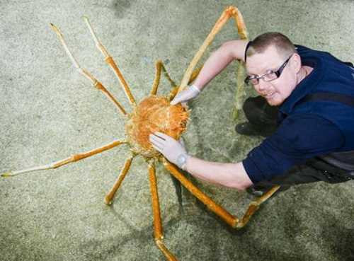 Nhờ bộ chân dài tới 4-5 m mà cua nhện có thể nâng đỡ cơ thể nặng tới 20 kg.