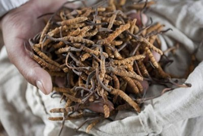 Đông trùng hạ thảo thật có 8 chân đối xứng nhau còn đồ giả thì số lượng chân không cố định, con thì có 8 chân, con có nhiều hơn hoặc ít hơn 8 chân.