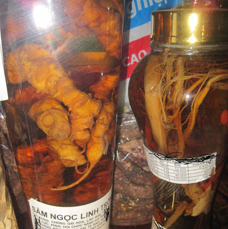 Là loại thần dược hái ra tiền nên Sâm Ngọc Linh bị làm giả rất nhiều. Một trong những "chiêu độc" đó là hô biến củ ráy thành sâm Ngọc Linh, rồi hét giá cả trăm triệu đồng. Ảnh: An ninh thế giới