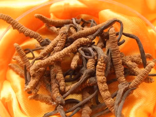 Thậm chí trên thị trường, đông trùng hạ thảo được quảng cáo là quý hiếm nhưng giá bán lại chỉ 30.000 - 50.000 đồng/con. Phần thần sâu của đông trùng hạ thảo thật có nhiều vân, cứ ba vân làm thành một gấp, các nếp gấp xếp thành hàng, các vân nằm gần phía đầu rất sâu. Đồ giả có các nếp gấp giao nhau bằng phẳng vì chúng được dùng khuôn để tạo ra.