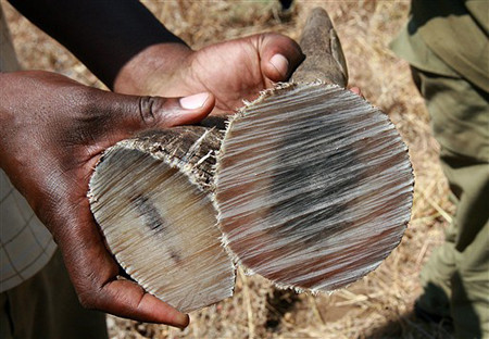 Khi đốt lên sừng tê giác giả lên mùi và màu sẽ khác lông tê giác thật. Tuy nhiên, các nhà khoa học đã cảnh báo, việc sử dụng sừng tê giác để chữa bệnh là không có cơ sở. Việc nhiều người bỏ hàng nghìn USD mua sừng tê giác để mài thành bột chữa bệnh là sai lầm.