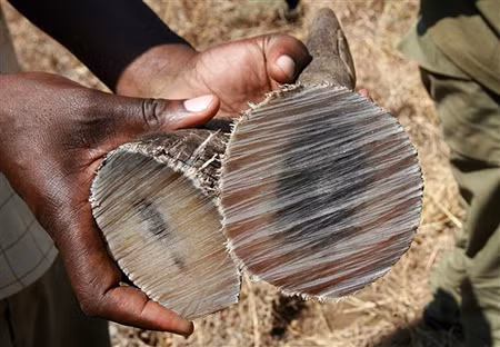 Khi đốt lên sừng tê giác giả lên mùi và màu sẽ khác lông tê giác thật. Tuy nhiên, các nhà khoa học đã cảnh báo, việc sử dụng sừng tê giác để chữa bệnh là không có cơ sở. Việc nhiều người bỏ hàng nghìn USD mua sừng tê giác để mài thành bột chữa bệnh là sai lầm.