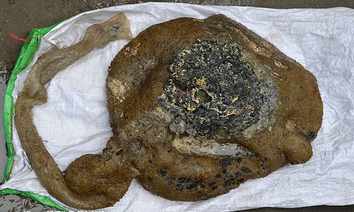 Với phần thân rộng 30-40 cm và nặng 6,5 kg, sau khi nhận dạng gen, nếu là linh chi Thái Tuế thì ngư dân này sẽ có số tiền không hề nhỏ.