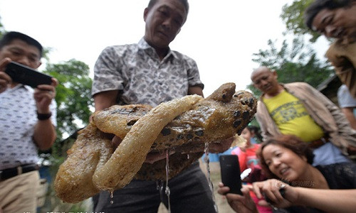 Đầu tháng 10/2015, trong lúc đánh cá, một người dân ở tỉnh Tứ Xuyên, Trung Quốc cũng bắt được một vật thể nặng 6,5 kg. Theo đánh giá ban đầu, đây có thể là linh chi Thái Tuế quý giá.