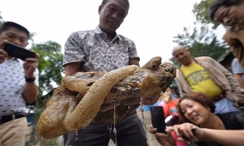 Đầu tháng 10/2015, trong lúc đánh cá, một người dân ở tỉnh Tứ Xuyên, Trung Quốc cũng bắt được một vật thể nặng 6,5 kg. Theo đánh giá ban đầu, đây có thể là linh chi Thái Tuế quý giá.