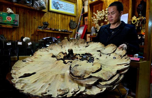 Dựa vào giá trung bình cho một túi bột linh chi 250g là 30 USD, người ta ước tính giá của cây nấm khổng lồ này trị giá khoảng 894 USD (gần 20 triệu đồng).