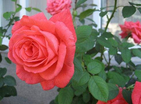 Tự trồng hoa hồng tại nhà có rất nhiều cách. Bạn có thể chọn cách giâm cành để có một chậu hoa đẹp mắt. Tuy nhiên, để chậu hồng lớn nhanh, bạn có thể tham khảo cách dưới đây.