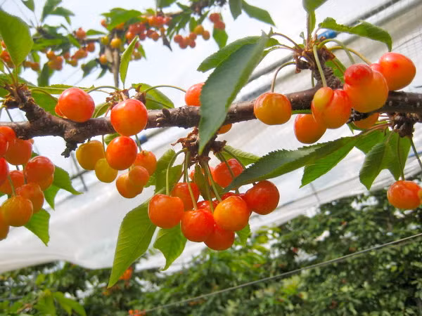 Trong hình là khu vườn anh đào mang lại bộn tiền cho người trồng. Việc chăm sóc và bảo quản loại quả này khá cầu kỳ nên chúng có giá đắt đỏ và được coi là một loại hoa quả đặc sản rất được yêu thích ở Nhật.