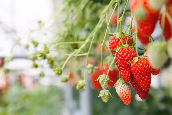 Vườn dâu tây mướt mắt tại Yamanashi.