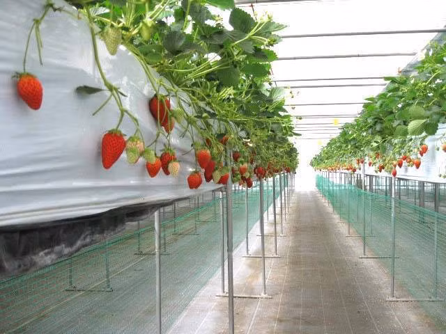 Những khu vườn đều được bố trí sạch sẽ, gọn gàng và được trồng với công nghệ cao.