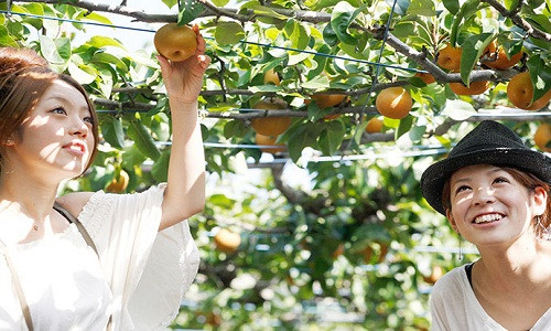“Vương quốc trái cây” Yamanashi, nơi nổi tiếng với sản lượng đào, lê và nho lớn nhất Nhật Bản. Không chỉ cho nông sản ngon, "hái ra tiền", đây còn là điểm thu hút khách du lịch, giúp nhà vườn phất giàu nhanh cóng.