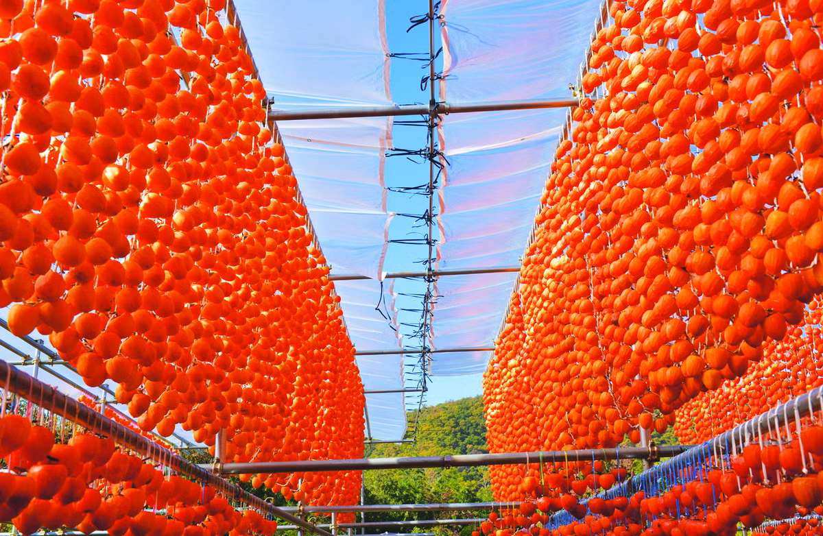 Những loại hoa quả như dây tây, cherry, anh đào, nho, táo, việt quất, hồng, lê… được thu hoạch từ tháng 5 - tháng 11, mang về nguồn lợi hàng chục tỉ yên/năm.