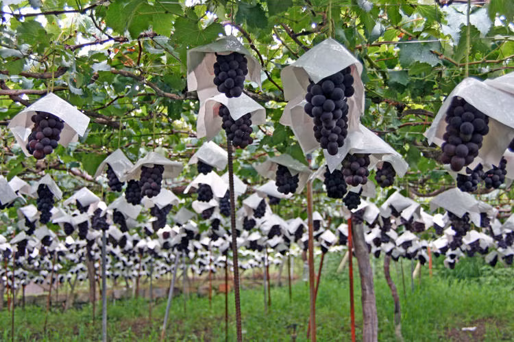 Giống nho phổ biến ở đây là Kyoho màu tím, nhiều thịt, trái to và được sử dụng làm rượu vang ngọt.