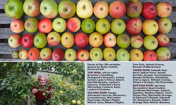 Cụ ông Peter Collett, 83 tuổi, cũng ghép thành công cây táo đặc biệt có thể cho ra hơn 50 giống táo khác nhau trên mảnh vườn rộng hơn 2.000 m2 của mình tại Tangmere, phía Tây Sussex, Anh. Cây táo đặc biệt này có những loại quả hiếm chưa bao giờ xuất hiện trên thị trường.