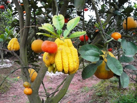 Giá mỗi cây 9 quả dao động từ 6- 9 triệu đồng.