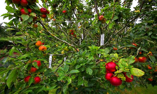 Người làm vườn Paul Barnett (42 tuổi), ở Chidham, gần Chichester, West Sussex (Anh) đã mất 24 năm để nghiên cứu và lại tạo ra cây táo cho 250 loại quả cực kỳ đặc biệt này.