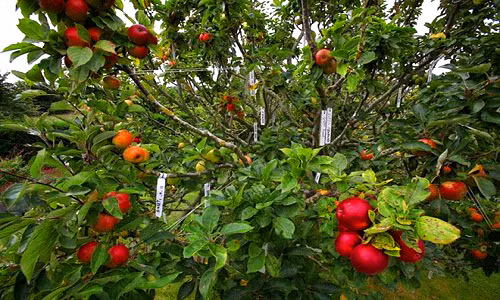 Người làm vườn Paul Barnett (42 tuổi), ở Chidham, gần Chichester, West Sussex (Anh) đã mất 24 năm để nghiên cứu và lại tạo ra cây táo cho 250 loại quả cực kỳ đặc biệt này.