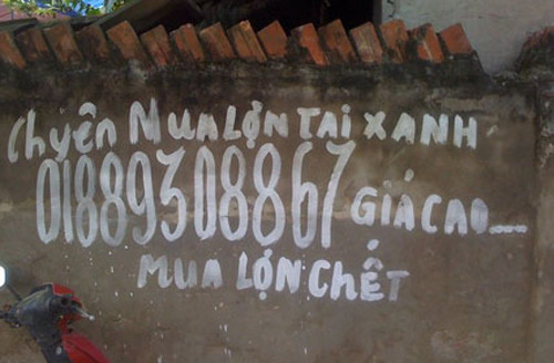 Chuyên mua lợn chết, lợn tai xanh.... công khai quảng cáo.