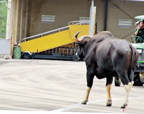 Động vật bất ngờ xuất hiện ở đường bay cũng từng khiến nhiều chuyến bay bị gián đoạn. Tháng 7/2013, một con bò tót xâm nhập sân bay quốc tế Phú Bài (Huế) 12 chuyến bay của Vietnam Airlines bị gián đoạn.