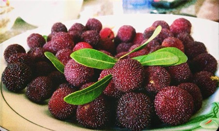 Trái thanh mai hay còn gọi là quả dâu rừng, chúng hấp dẫn chị em vì vị chua nhẹ và mùi thơm dễ chịu. Có thời điểm "sốt" thanh mai, giá loại quả này lên tới 120.000 - 130.000 đồng/kg, trong khi giá nhập tại các chợ đầu mối rẻ hơn 7-8 lần.