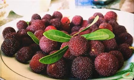 Trái thanh mai hay còn gọi là quả dâu rừng, chúng hấp dẫn chị em vì vị chua nhẹ và mùi thơm dễ chịu. Có thời điểm "sốt" thanh mai, giá loại quả này lên tới 120.000 - 130.000 đồng/kg, trong khi giá nhập tại các chợ đầu mối rẻ hơn 7-8 lần.