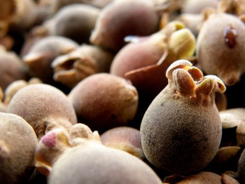 Dac san qua rung khien dan thanh thi “sot xinh xich“-Hinh-2