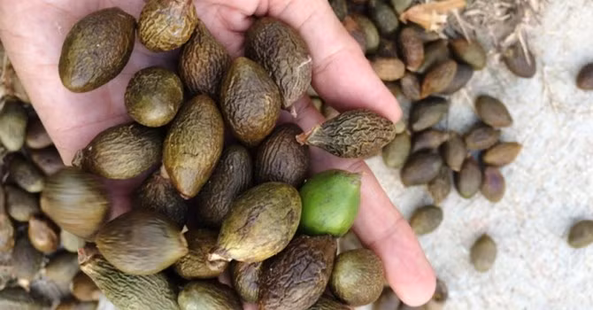 Tại Quảng Nam, Quảng Ngãi, cứ vào mùa quả ươi có thể thu hoạch, người dân lại đổ vào rừng để tìm kiếm loại quả cho hạt có thể kiếm bộn tiền. Mỗi kg hạt ươi có giá 200.000 - 300.000 đồng, khi sấy khô và bán ra các tỉnh khác, mức giá còn tăng hơn rất nhiều.