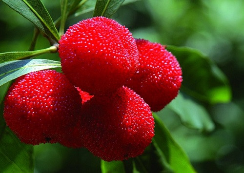 Mặc dù từng khiến nhiều bà nội trợ "phát cuồng" lùng mua về nhưng thanh mai nhanh chóng hạ nhiệt vì những lo lắng của người tiêu dùng về xuất xứ Trung Quốc của loại quả này.