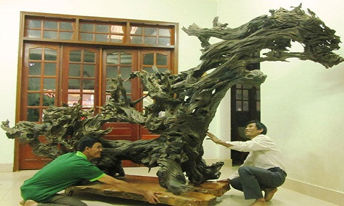 Vô tình có được khúc gỗ quý hiếm cao hơn 4m, dài gần 2,5m và rộng 1,2m khi đào ao trong vườn nhà anh Nguyễn Phi Hùng (41 tuổi, ngụ tại thôn 13, xã Lộc Thành, huyện Bảo Lâm) trở thành một trong những người sở hữu khối gỗ có hình dáng "độc nhất vô nhị". Khúc gỗ này từng được trả giá tới 700 triệu đồng nhưng anh không bán. Ảnh: Báo Lâm Đồng.