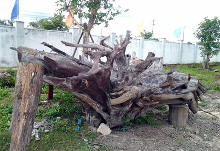 Khối gỗ quý có đường kính trên 2m, trọng lượng 2 tấn, chiều cao 1,5m. Gỗ trắc rất cứng, nặng, thớ gỗ mịn có mùi chua nhưng không hăng, gỗ rất bền không bị mối mọt, cong vênh. Chúng thường được dùng chế tác đồ nội thất quý, đắt tiền.