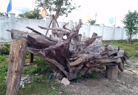 Khối gỗ quý có đường kính trên 2m, trọng lượng 2 tấn, chiều cao 1,5m. Gỗ trắc rất cứng, nặng, thớ gỗ mịn có mùi chua nhưng không hăng, gỗ rất bền không bị mối mọt, cong vênh. Chúng thường được dùng chế tác đồ nội thất quý, đắt tiền.