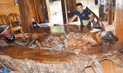 Được ví như báu vật núi rừng, khối gỗ gù hương đã được một người dân ở Lào Cai mang về và chế tác thành bộ bàn ghế hoành tráng, độc lạ. Không ít lần, khối gỗ này được trả giá đắt đỏ song chủ nhân không bán mà giữ lại để làm đồ nội thất trong nhà. Ảnh: Báo Lào Cai.