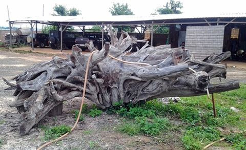 Hình thù kì dị, không khác gốc củi khô song gốc gỗ trắc quý của anh Trần Xuân Cường (TP Pleiku, Gia Lai) có giá trị tới 2 tỷ đồng.