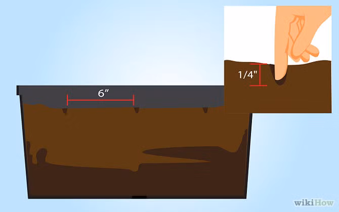 Tạo các lỗ nhỏ sâu khoảng 0.6cm để gieo hạt, khoảng cách giữa các hạt khoảng 15cm. Tuy nhiên, bạn có thể đặt chúng gần hơn, khi dâu tây lớn, cần "chuyển nhà" cho chúng đến nơi rộng rãi hơn.