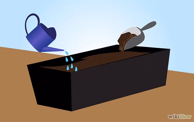 Hàng ngày, có thể bỏ màng bọc để tưới nước nhẹ nhàng rồi bọc lại như cũ. Kiểm tra đất trồng, không nên để chúng quá nhiều nước, sẽ khiến hạt giống bị thối, không nẩy mầm.