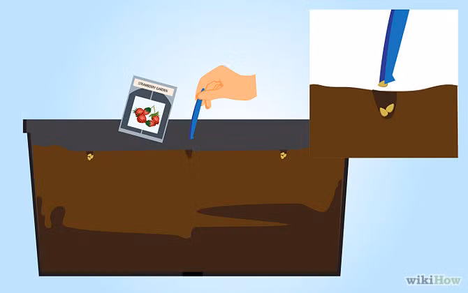 Sau đó, bạn gieo hạt giống xuống chậu đất và lấp chúng lại.