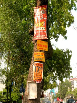 "Ma trận" biển quảng cáo hành hạ một thân cây bên đường.