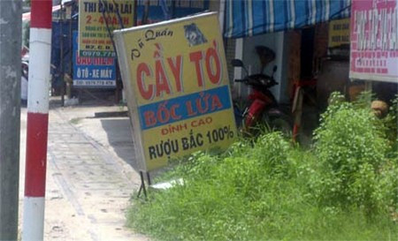 Cầy tơ bốc lửa và đỉnh cao rượu Bắc 100% để hút khách.