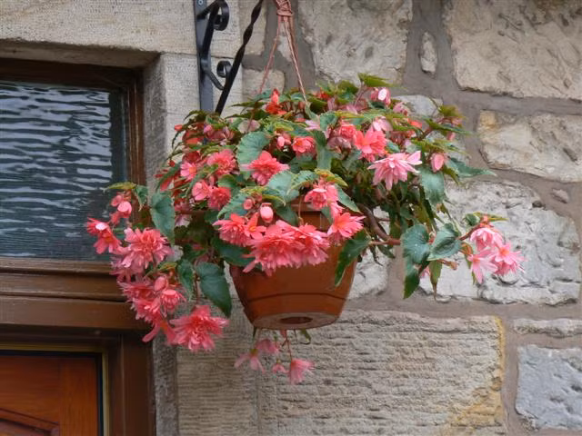 Có khá nhiều loại thu hải đường cánh đơn, cánh kép với các màu khác nhau như hồng, đỏ, cam... để bạn lựa chọn.