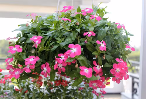 Ban công nhà sẽ thêm phần rực rỡ sắc màu với những bông dừa cạn. Đặc biệt, hoa của chúng nở không ngừng từ mùa xuân đến mùa thu.