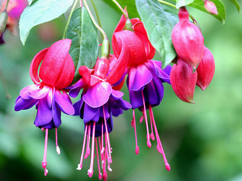 Bạn có thể tham khảo gợi ý 6 loại hoa đẹp trồng ban công vào mùa thu sau đây. Hoa lồng đèn tán rộng khoảng 30cm, là loại cây cảnh không rụng lá, nếu chăm sóc tốt, cây cho hoa liên tục quanh năm, vì thế rất thích hợp trồng tại ban công.