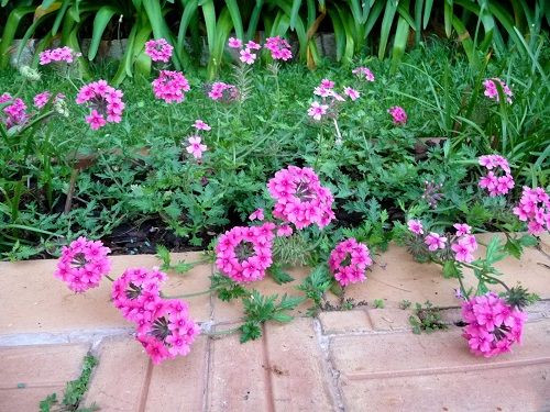 Chúng thích hợp cho trồng luống, chậu treo, hoặc trồng chung với các loại hoa khác. Trên thị trường, giá mỗi gói hạt giống hoa dao động trên 50.000 đồng.