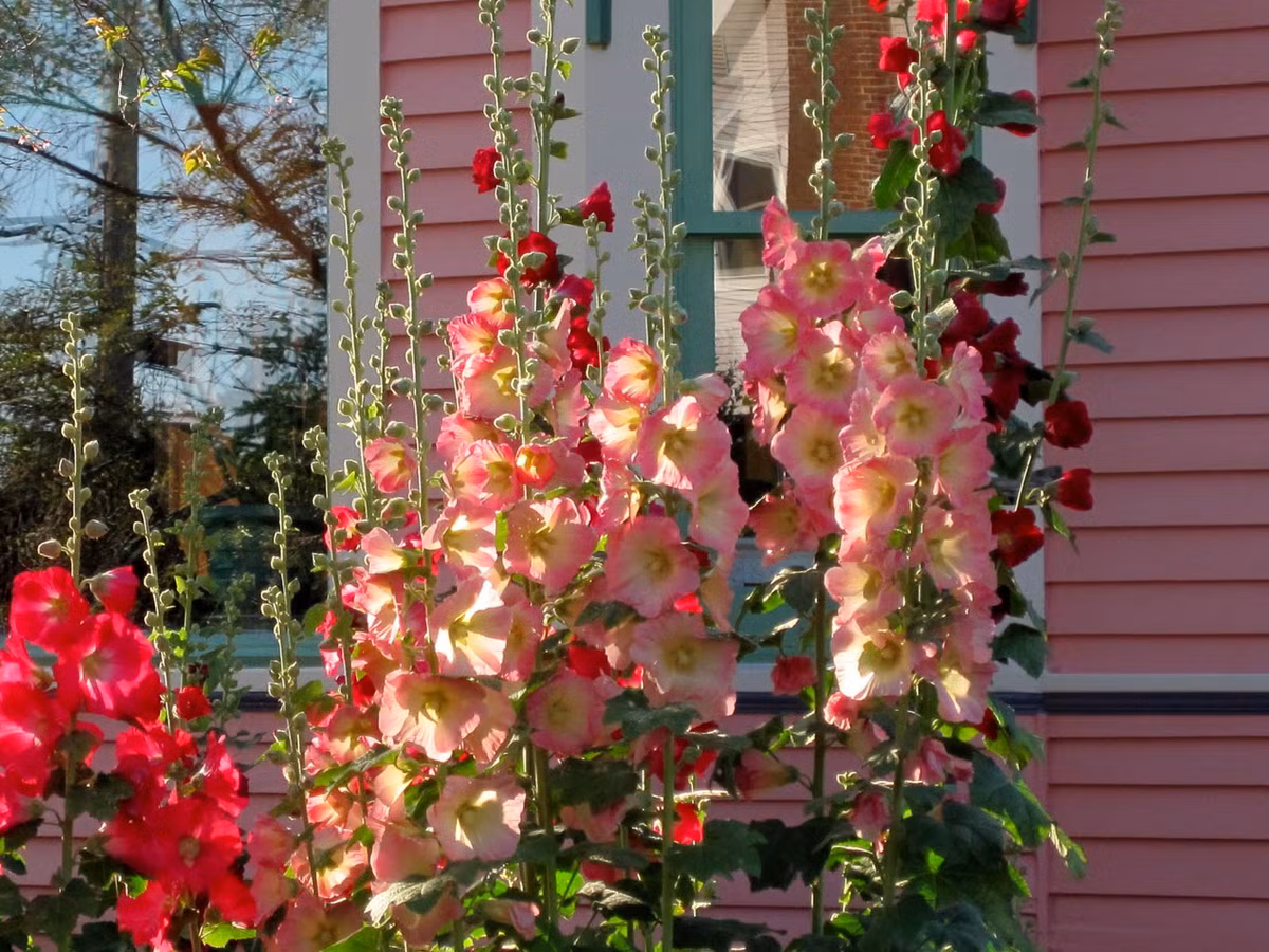 Chúng ưa nhiệt độ từ 18 - 25 độ C vì thế đây là thời điểm tốt để gieo hạt giống mãn đình hồng. Trên thị trường, hạt giống loại hoa này được bán với giá 40.000 - 50.000 đồng.